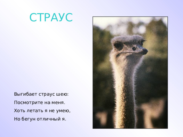 СТРАУС Выгибает страус шею: Посмотрите на меня. Хоть летать я не умею, Но бегун отличный я. 