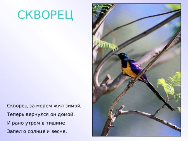 СКВОРЕЦ Скворец за морем жил зимой, Теперь вернулся он домой. И рано утром в тишине Запел о солнце и весне. 