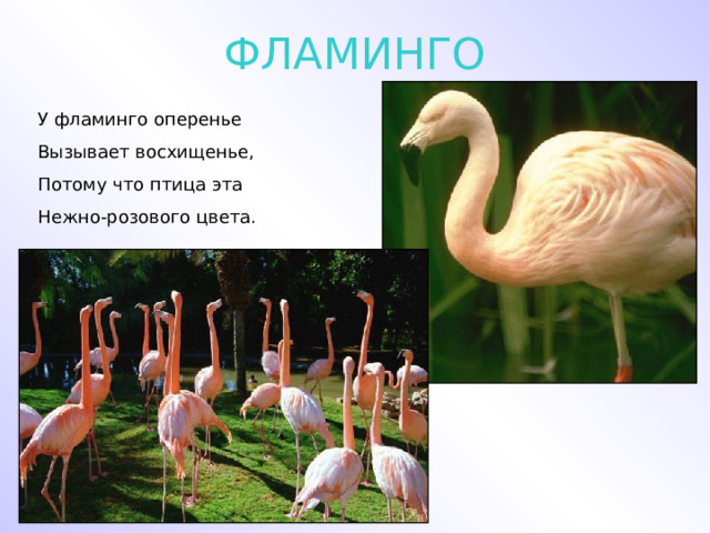 ФЛАМИНГО У фламинго оперенье Вызывает восхищенье, Потому что птица эта Нежно-розового цвета. 