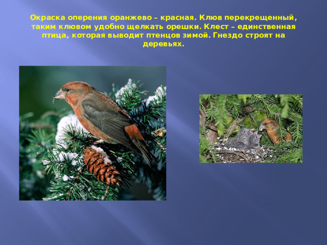 Окраска оперения оранжево – красная. Клюв перекрещенный, таким клювом удобно щелкать орешки. Клест – единственная птица, которая выводит птенцов зимой. Гнездо строят на деревьях. 