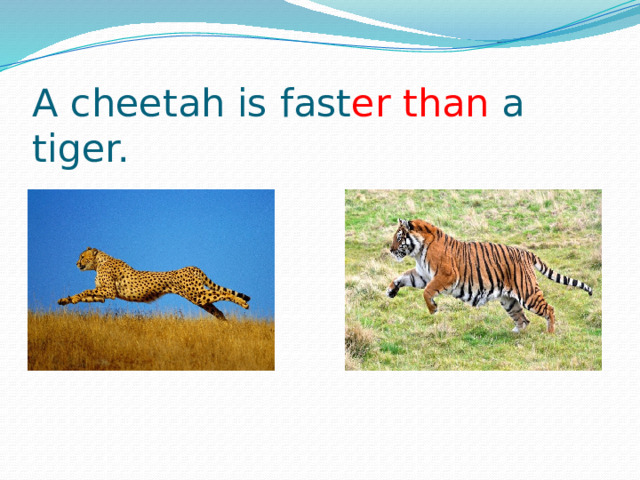 A cheetah is fast er  than a tiger. 