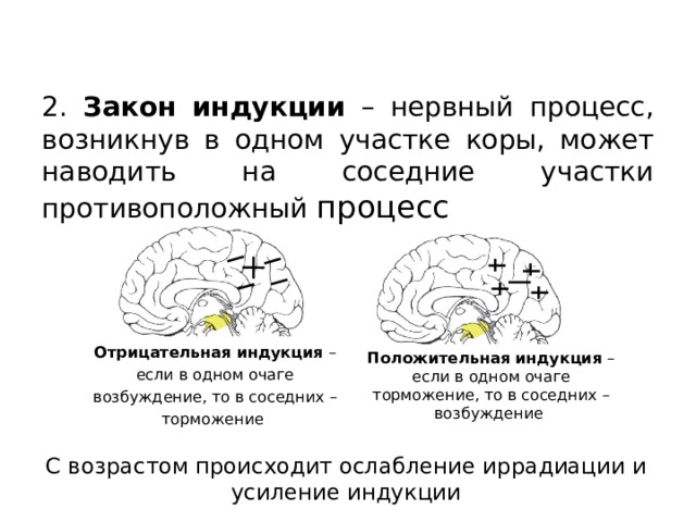 2. Закон индукции – нервный процесс, возникнув в одном участке коры, может наводить на соседние участки противоположный процесс Положительная индукция – если в одном очаге торможение, то в соседних – возбуждение Отрицательная индукция – если в одном очаге возбуждение, то в соседних – торможение С возрастом происходит ослабление иррадиации и усиление индукции 