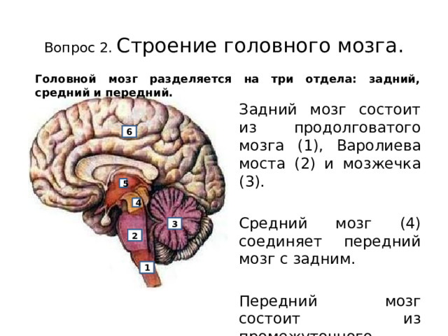 Для чего нужен головной мозг