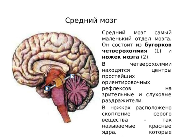 Средний мозг Средний мозг самый маленький отдел мозга. Он состоит из бугорков четверохолмия (1) и ножек  мозга (2). В четверохолмии находятся центры простейших ориентировочных рефлексов на зрительные и слуховые раздражители. В ножках расположено скопление серого вещества – так называемые красные ядра, которые регулируют тонус скелетных мышц. 1 2 