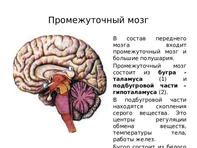 Центры промежуточного мозга. Промежуточный мозг состоит из. Головной мозг состоит из. Передний мозг промежуточный мозг и большие полушария. Функции промежуточного мозга дыхание температура