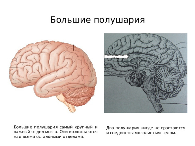 Большие полушария Мозолистое тело Большие полушария самый крупный и важный отдел мозга. Они возвышаются над всеми остальными отделами. Два полушария нигде не срастаются и соединены мозолистым телом. 