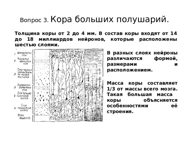 Вопрос 3.  Кора больших полушарий. Толщина коры от 2 до 4 мм. В состав коры входят от 14 до 18 миллиардов нейронов, которые расположены шестью слоями. В разных слоях нейроны различаются формой, размерами и расположением.  Масса коры составляет 1/3 от массы всего мозга. Такая большая масса коры объясняется особенностями её строения. 