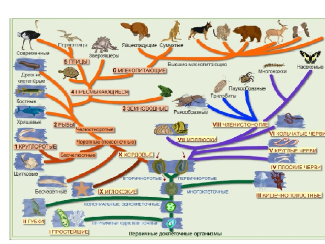 Презентация на тему эволюция животного мира 7 класс