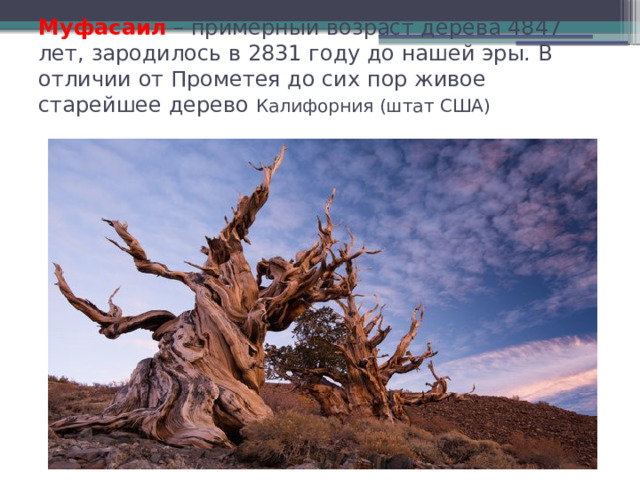 Муфасаил  – примерный возраст дерева 4847 лет, зародилось в 2831 году до нашей эры. В отличии от Прометея до сих пор живое старейшее дерево Калифорния (штат США)   