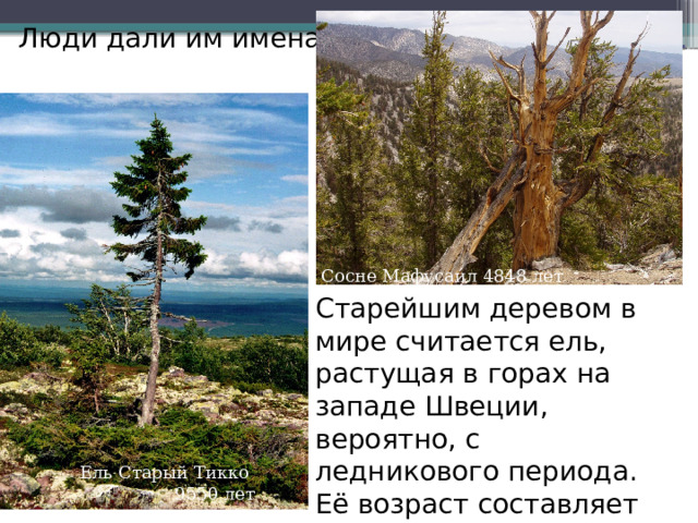 Люди дали им имена. Сосне Мафусаи́л 4848 лет  Старейшим деревом в мире считается ель, растущая в горах на западе Швеции, вероятно, с ледникового периода. Её возраст составляет около 9550 лет. Ель Старый Тикко   9550 лет 