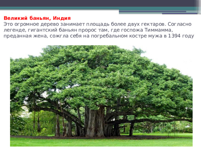 Великий баньян, Индия  Это огромное дерево занимает площадь более двух гектаров. Согласно легенде, гигантский баньян пророс там, где госпожа Тиммамма, преданная жена, сожгла себя на погребальном костре мужа в 1394 году   