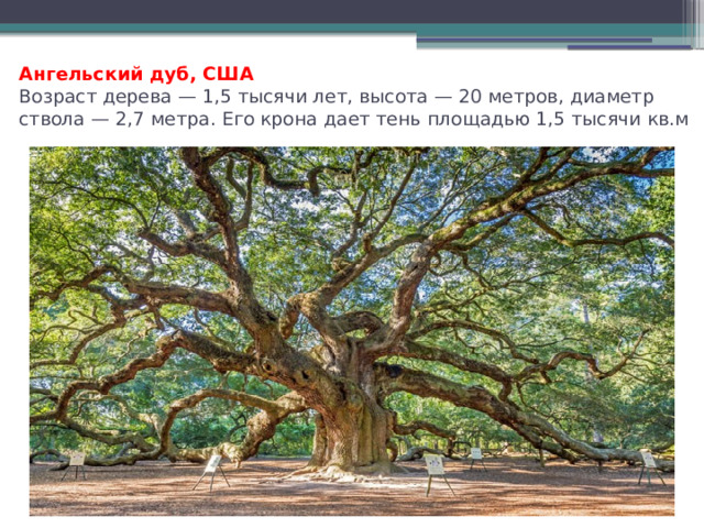 Ангельский дуб, США  Возраст дерева — 1,5 тысячи лет, высота — 20 метров, диаметр ствола — 2,7 метра. Его крона дает тень площадью 1,5 тысячи кв.м   