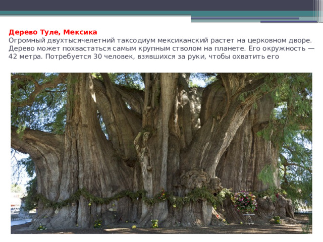Дерево Туле, Мексика  Огромный двухтысячелетний таксодиум мексиканский растет на церковном дворе. Дерево может похвастаться самым крупным стволом на планете. Его окружность — 42 метра. Потребуется 30 человек, взявшихся за руки, чтобы охватить его   