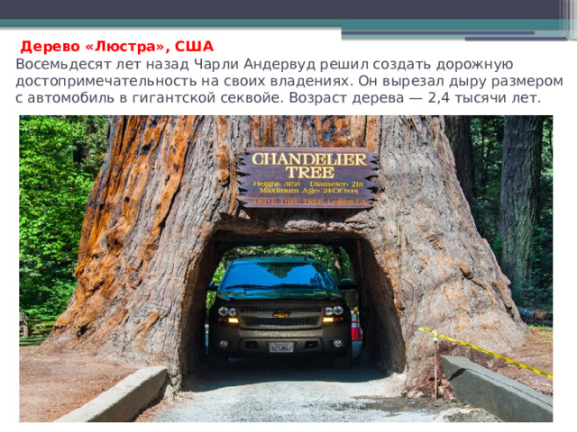   Дерево «Люстра», США  Восемьдесят лет назад Чарли Андервуд решил создать дорожную достопримечательность на своих владениях. Он вырезал дыру размером с автомобиль в гигантской секвойе. Возраст дерева — 2,4 тысячи лет.   