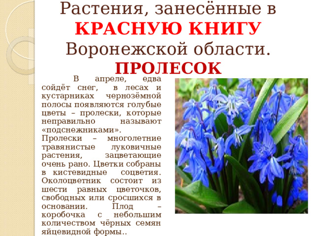 Растения, занесённые в КРАСНУЮ КНИГУ  Воронежской области.  ПРОЛЕСОК    В апреле, едва сойдёт снег, в лесах и кустарниках чернозёмной полосы появляются голубые цветы – пролески, которые неправильно называют «подснежниками». Пролески – многолетние травянистые луковичные растения, зацветающие очень рано. Цветки собраны в кистевидные соцветия. Околоцветник состоит из шести равных цветочков, свободных или сросшихся в основании. Плод – коробочка с небольшим количеством чёрных семян яйцевидной формы.. 