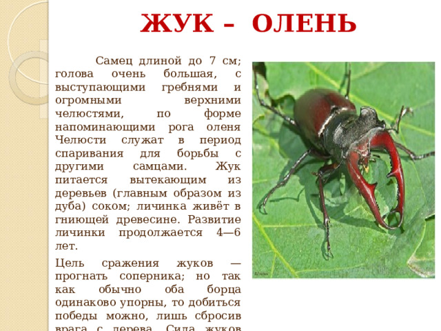 Жук-олень красная книга. Жук олень челюсти. Сообщение про жука оленя.