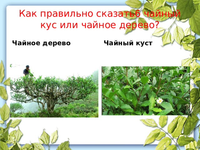 Как правильно сказать6 чайный кус или чайное дерево? Чайное дерево Чайный куст 