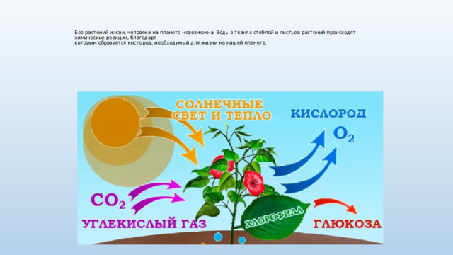 Презентация значение культурных растений в жизнедеятельности человека