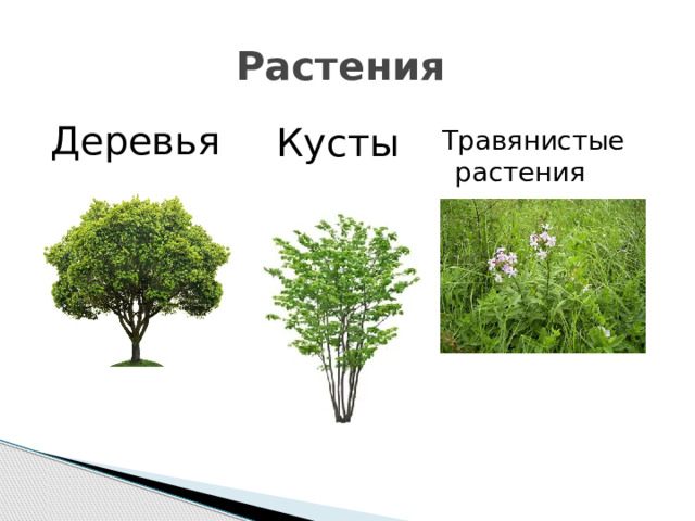 Дерево кустарник рисунок