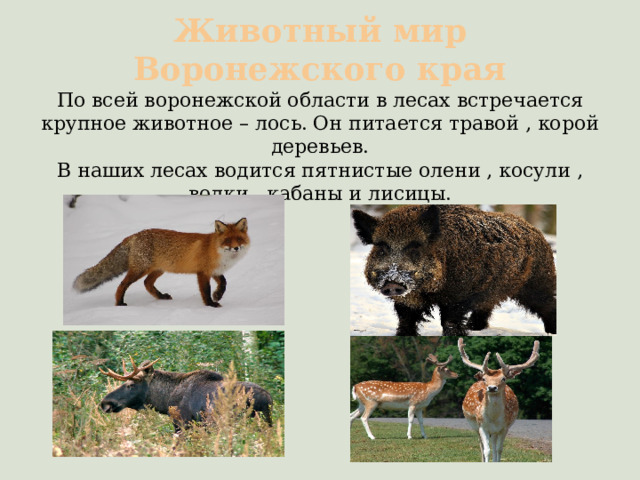 Животный мир Воронежского края  По всей воронежской области в лесах встречается крупное животное – лось. Он питается травой , корой деревьев.  В наших лесах водится пятнистые олени , косули , волки , кабаны и лисицы. 