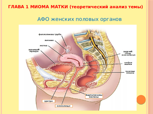 ГЛАВА 1 МИОМА МАТКИ (теоретический анализ темы) АФО женских половых органов 