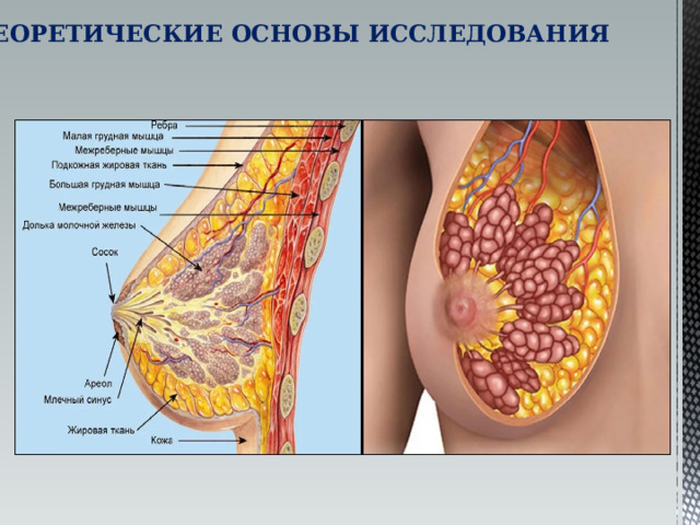 ТЕОРЕТИЧЕСКИЕ ОСНОВЫ ИССЛЕДОВАНИЯ 