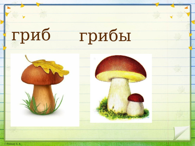 гриб грибы 