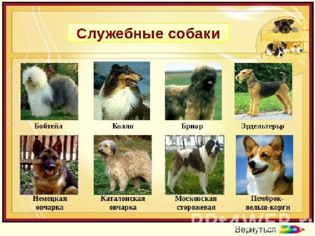 Презентация породы собак с фотографиями и названиями