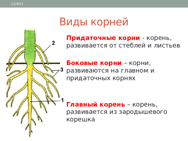 Корень главный корень придаточные корни. Главные боковые и придаточные корни.