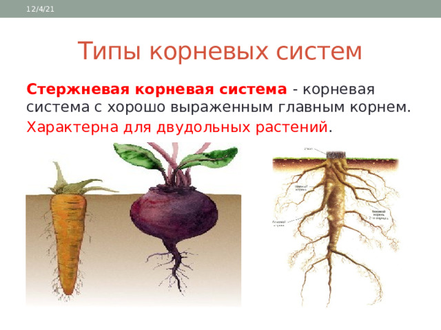 12/4/21 Типы корневых систем Стержневая корневая система - корневая система с хорошо выраженным главным корнем. Характерна для двудольных растений . 