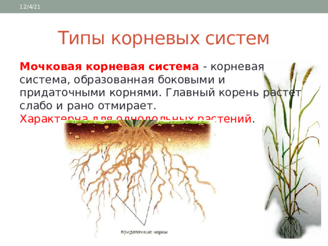 12/4/21 Типы корневых систем Мочковая корневая система - корневая система, образованная боковыми и придаточными корнями. Главный корень растет слабо и рано отмирает.  Характерна для однодольных растений . 