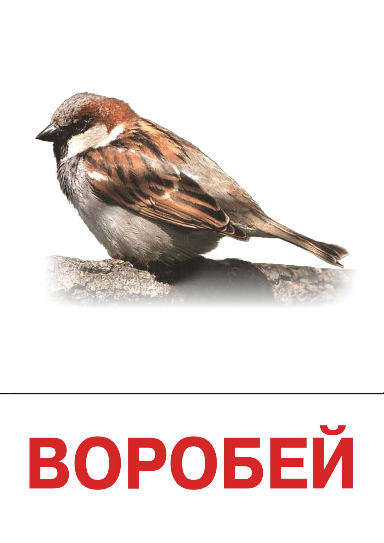 Слово ее воробей. Воробей карточка для детей. Зимующие птицы. Воробей с надписью. Карточки птицы для детей Воробей.