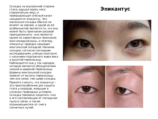 Складка на внутренней стороне глаза, идущая вдоль носа (параллельно ему), и прикрывающая слёзный канал называется эпикантус. Эта маленькая складка обычно не влияет на зрение, а одной из её особенностей является то, что она может быть признаком расовой принадлежноти - она является одним из характерных признаков монголоидной расы, и поэтому эпикантус нередко называют монгольской складкой. Наличие складки, согласно последним исследованиям, учёные соотносят с наличием подкожного жира века и высотой переносицы. Наблюдается она у тех народов, которые являются обладателями низкой и широкой переносицы. Ширина монгольской складки зависит от высоты переносицы, чем она ниже, тем шире складка. Принято считать, что эпикантус – это приспособление для защиты глаза у народов, живущих в сложных природных условиях. Складка призвана защитить глаз и его составляющие от попадания пыли и грязи, а также отражающихсяся от снега солнечных лучей. Эпикантус 