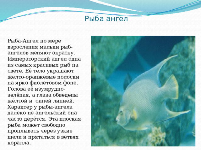 Рыба ангел фото и описание