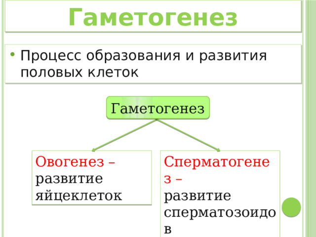 Гаметогенез Процесс образования и развития половых клеток Гаметогенез Овогенез – Сперматогенез – развитие яйцеклеток развитие сперматозоидов 