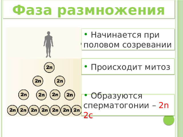 Гаметогенез презентация подготовка к егэ