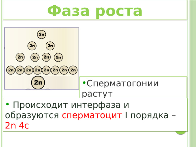 Фаза роста Сперматогонии растут  Происходит интерфаза и образуются сперматоцит  I порядка – 2n 4c  