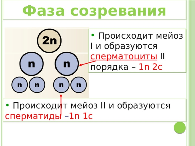 Фаза созревания  Происходит мейоз I и образуются сперматоциты II порядка – 1n 2c   Происходит мейоз II и образуются сперматиды  – 1n 1c  