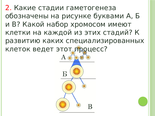 Какие стадии гаметогенеза