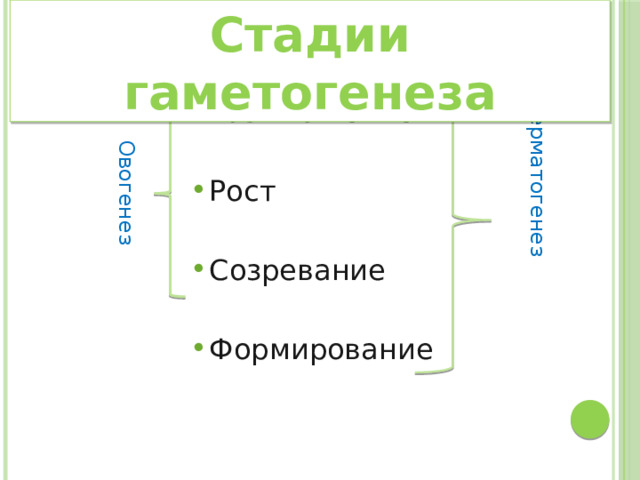 Стадии гаметогенеза Овогенез Сперматогенез Размножение Рост Созревание Формирование 