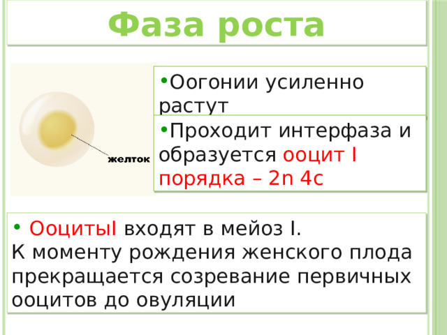 Фаза роста Оогонии усиленно растут Проходит интерфаза и образуется ооцит I порядка – 2n 4c   ОоцитыI входят в мейоз I. К моменту рождения женского плода прекращается созревание первичных ооцитов до овуляции 