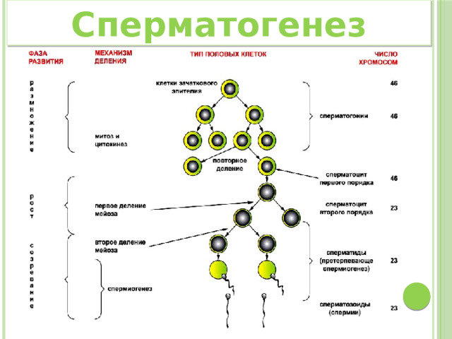 Сперматогенез 