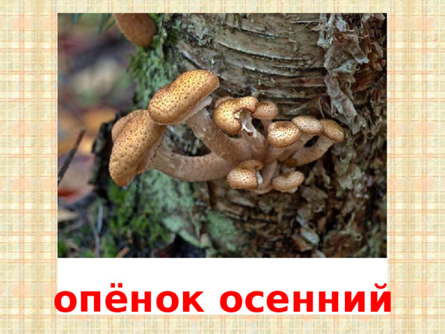 опёнок осенний 