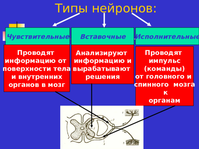 Какую функцию выполняют вставочные нейроны