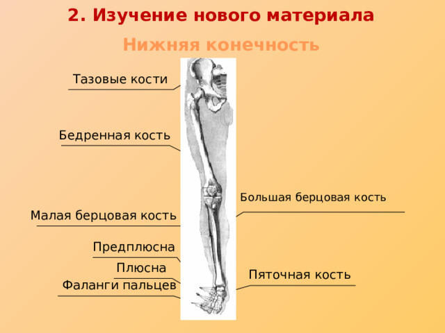 Берцовая кость где находится фото "Скелет человека" - Биология - Презентации - 8 класс