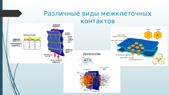 Цитоплазматическая мембрана - Биология - Презентации - 10 класс