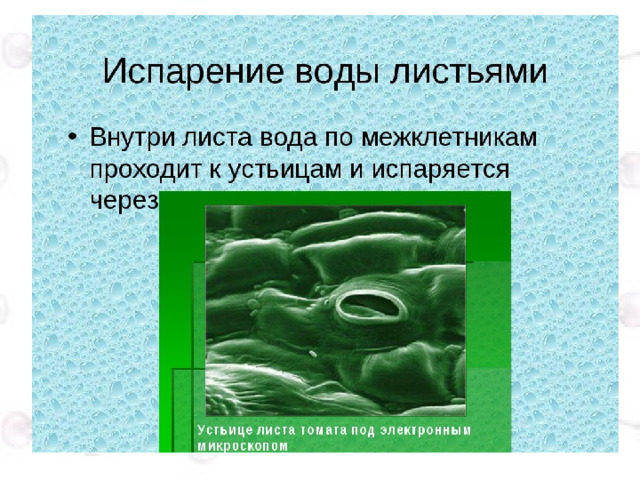 Испарение клетки растений. Спарение воодылисьями. Испарение воды листьями. Испарение воды листьями растений. Листья испаряют воду.