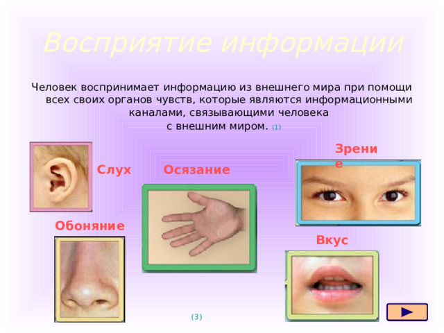 Восприятие информации Человек воспринимает информацию из внешнего мира при помощи всех своих органов чувств, которые являются информационными каналами, связывающими человека  с внешним миром. (1) Зрение Слух Осязание Восприятие информации Человек воспринимает информацию из внешнего мира при помощи всех своих органов чувств, которые являются информационными каналами, связывающие человека с внешним миром. Существуют разные способы восприятия информации человеком, связанные с разными органами чувств. Через которые она поступает: через зрение мы получаем информацию в виде изображения; через слух воспринимается информация в звуковом виде; через обоняние воспринимается информация в виде запахов; через вкус – информация от вкусовых ощущений; через осязание – информация в виде осязательных (тактильных) ощущений.  Обоняние Вкус (3) 4 
