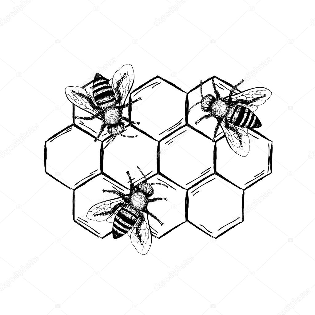 Пчелы на сотах черно белый