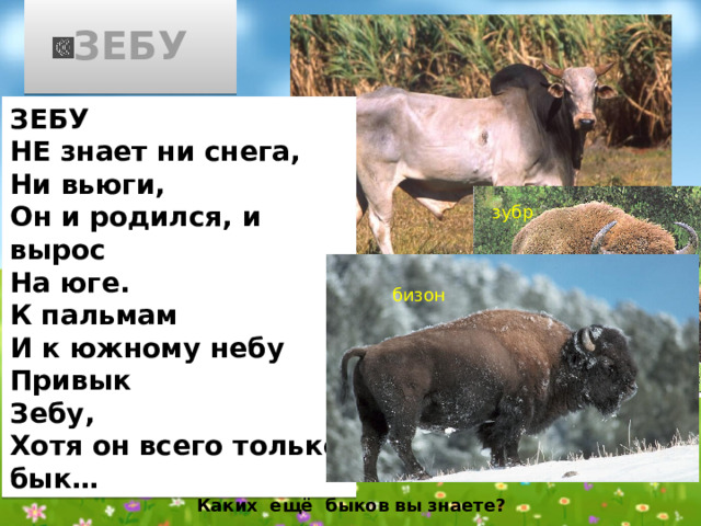 ЗЕБУ ЗЕБУ НЕ знает ни снега, Ни вьюги, Он и родился, и вырос На юге. К пальмам И к южному небу Привык Зебу, Хотя он всего только бык… зубр бизон Каких ещё быков вы знаете?  